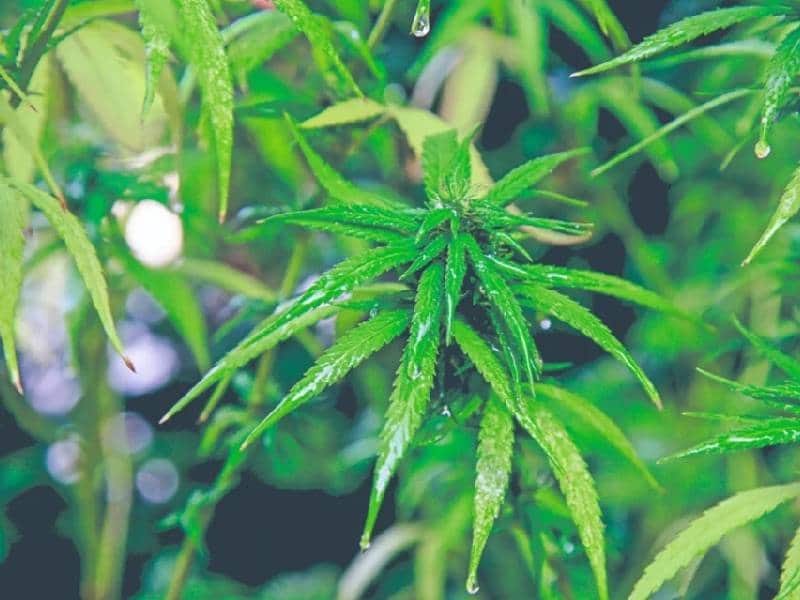 Va Monreal por extraordinaria para regular mariguana