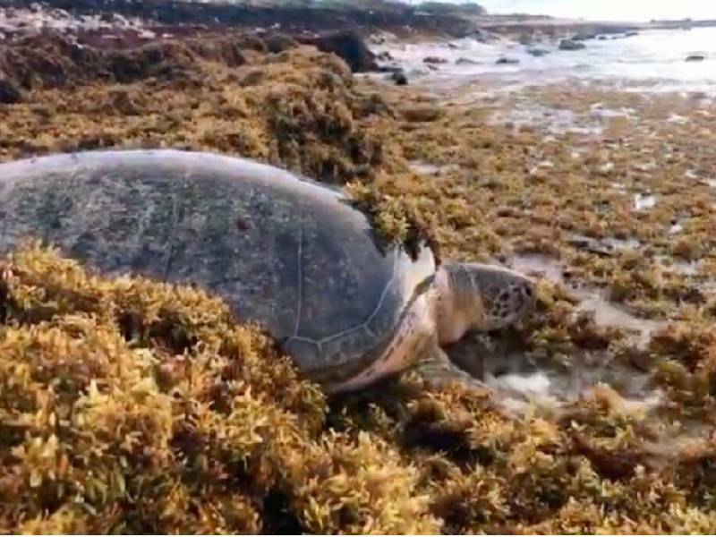 Confían que sargazo no afecte anidación de tortugas