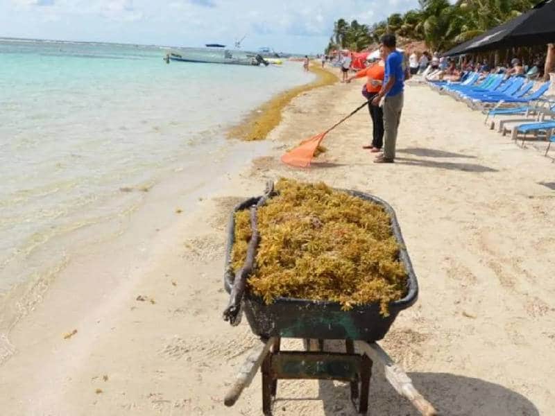 Continúan trabajos para detener el sargazo a Mahahual
