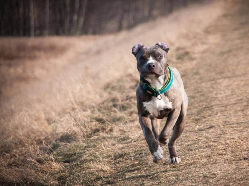 Madre mata a pitbull para salvar a su bebé de un año