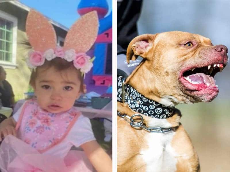 Madre mata a pitbull para salvar a su bebé de un año