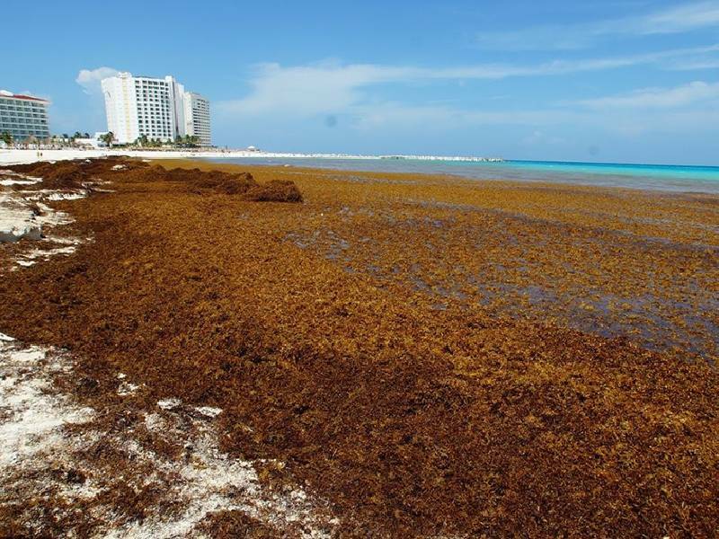Situación del sargazo en el Caribe es alarmante: secretario de Marina