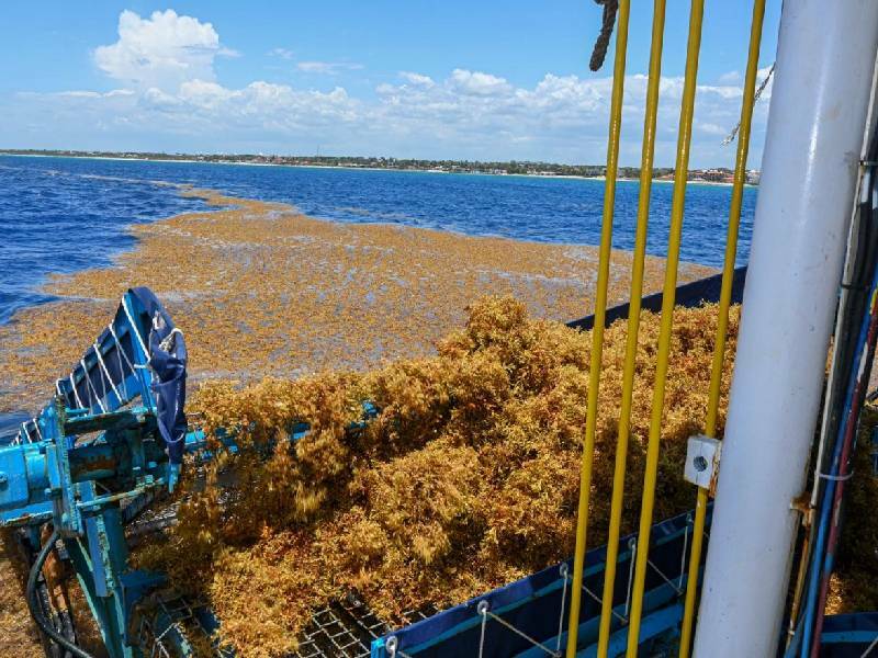 Especialistas británicos conocen comportamiento del sargazo en la Riviera Maya