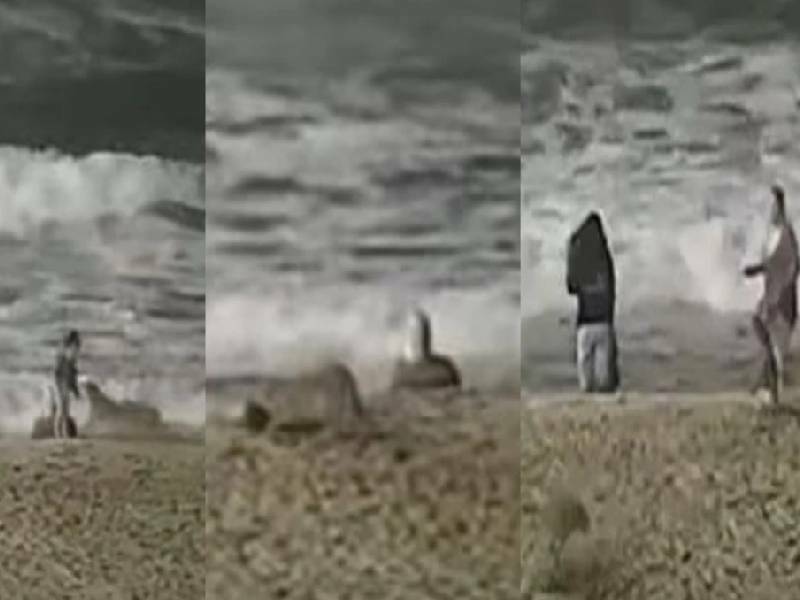 VIDEO: Captan ataque de coyote a una niña en plena playa