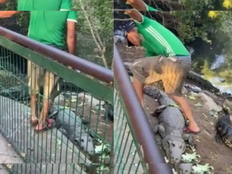 VIDEO. Hombre entra a laguna a patear cocodrilos