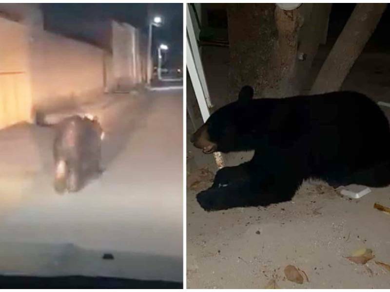 Capturan a oso negro que entró a presidencia municipal