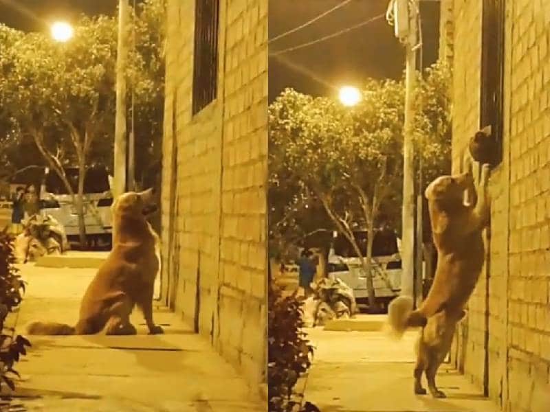 perrito beso