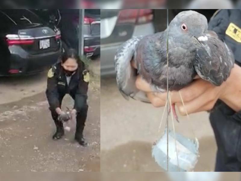 Policías detienen a una paloma ÔÇ£narcotraficanteÔÇØ