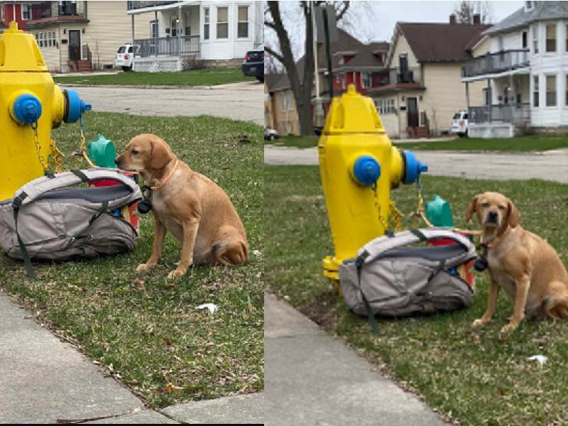 Perrita es abandonada porque su dueña no podía costear su enfermedad