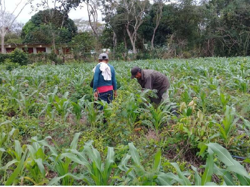 Productores de Lázaro Cárdenas sustituyen agroquímicos con lombricultura