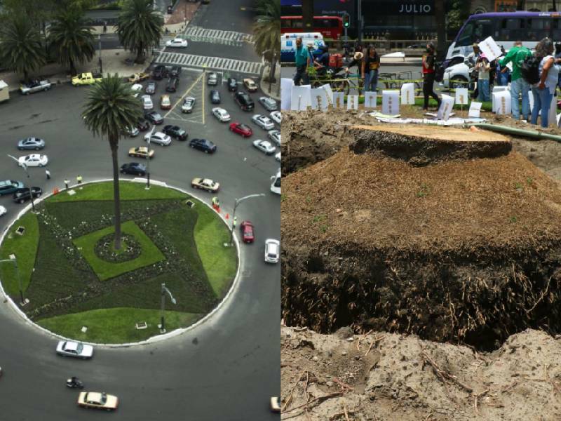 Plantarán árbol de Ahuehuete este domingo en Reforma