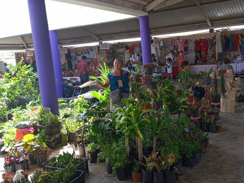 Floricultores de Lázaro Cárdenas perciben repunte comercial tras dos años