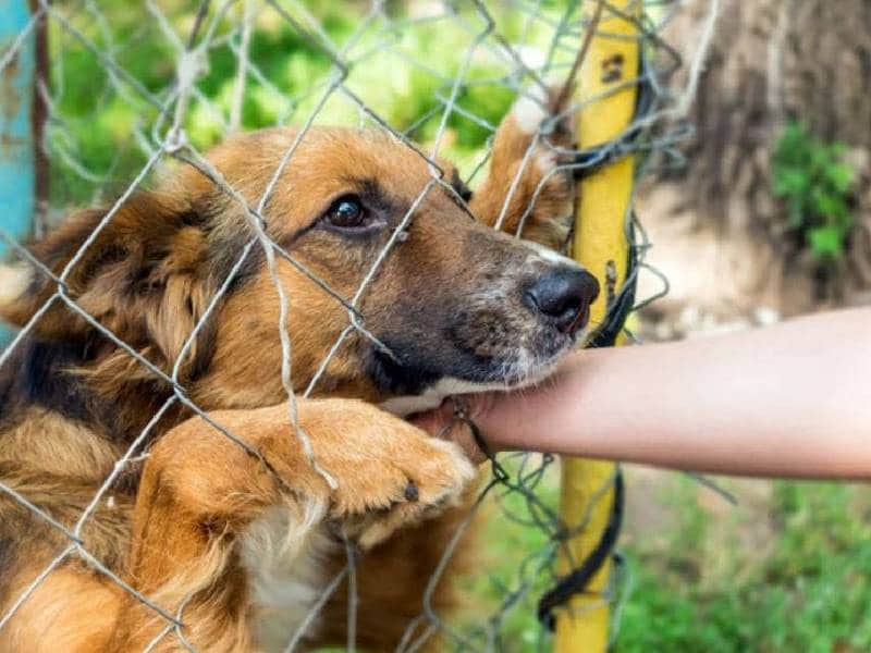 Reciben más llamadas por maltrato animal