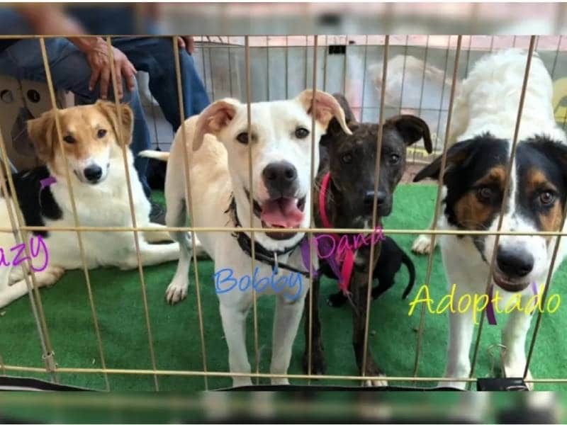 Ponen en adopción a perros que iban a ser carne para tacos