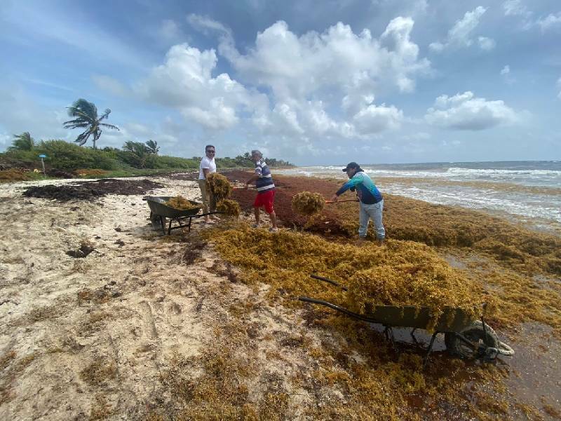 Participan en trabajos de limpieza de sargazo