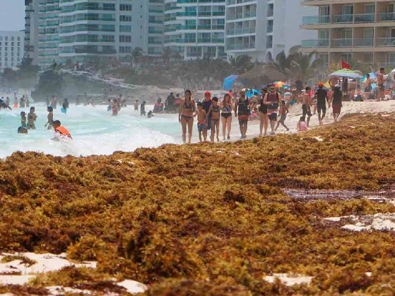 Presentan 30 puntos en Quintana Roo sargazo excesivo