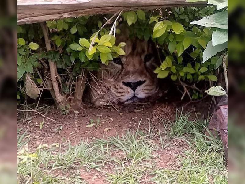 Pánico por un león entre arbustos; era una bolsa