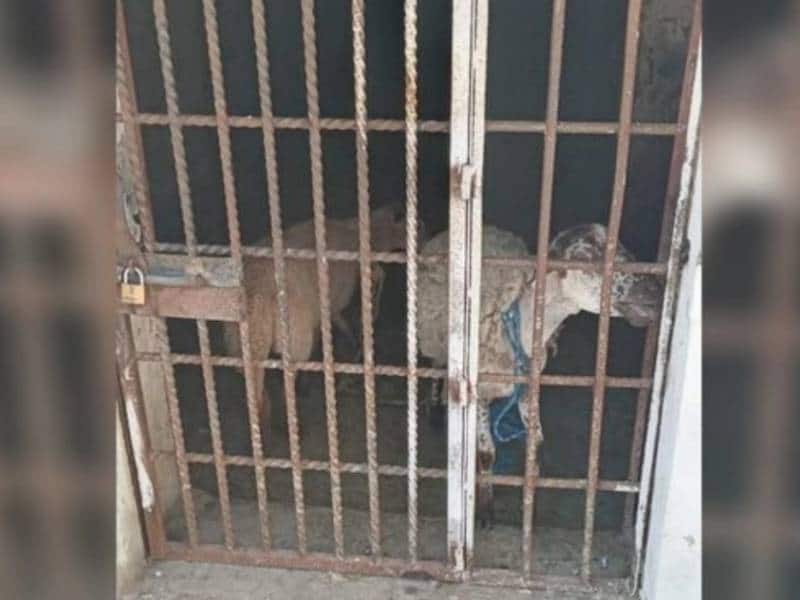 Mandan a la cárcel a 2 borregos por comer pasto de un albergue
