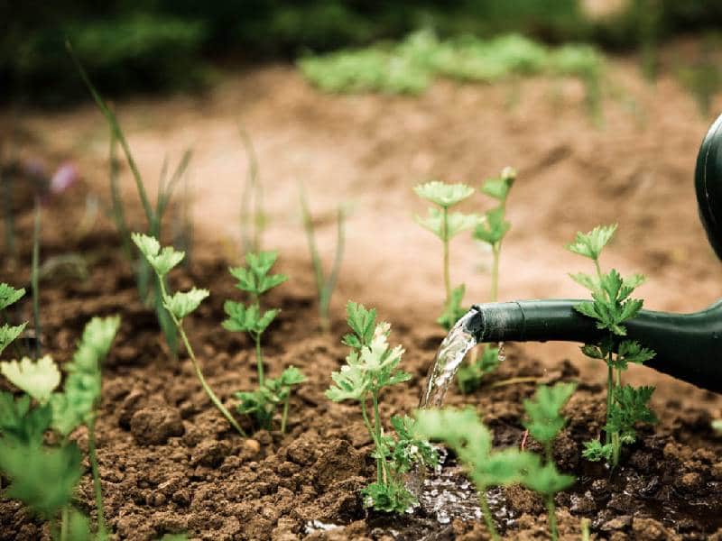 Inician proyecto turístico sustentable contra huella de carbono
