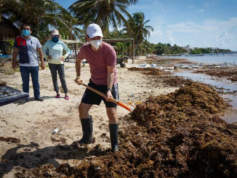 Marina reconoce aumento consecutivo en arribo del sargazo