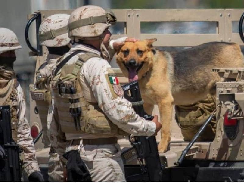 Soldados rescatan y adoptan a "narcoperro"