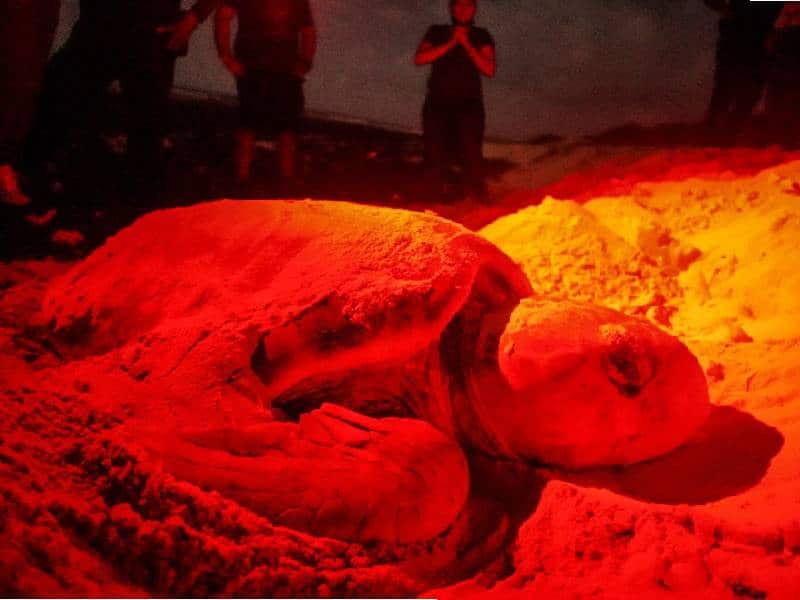 Ampliarán la cobertura del programa de protección de la tortuga marina en Solidaridad