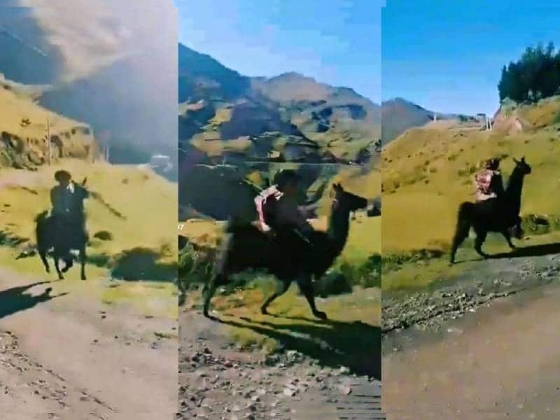 Niño viaja en llama para llegar a su escuela