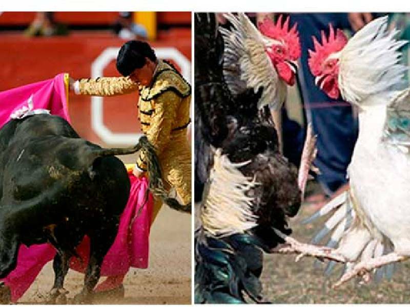 No avalarán las peleas de gallos y las corridas de toros