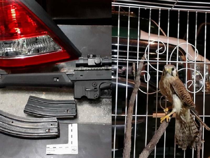 Encuentran un ave de presa en cateo para buscar autopartes