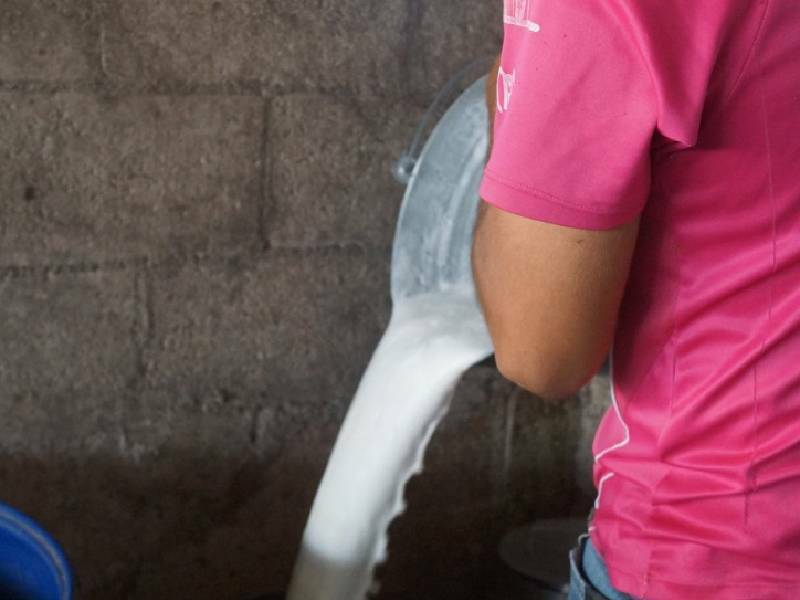 Producción de queso artesanal en Lázaro Cárdenas, a cargo de una sola persona