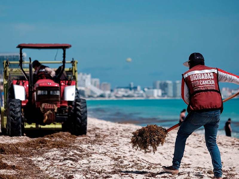 Varias brigadas realizan diaria labor para mantener limpias las playas de Cancún