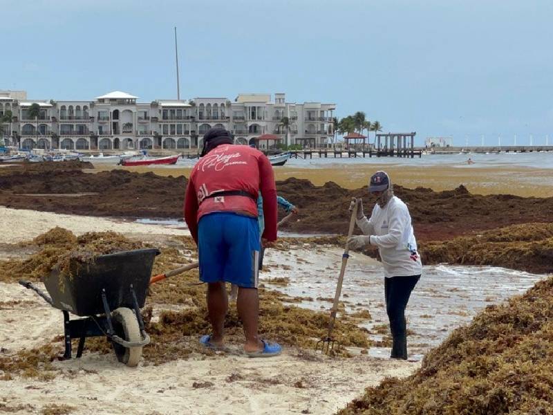 Solidaridad contrata maquinaria para afrontar el masivo recale de sargazo