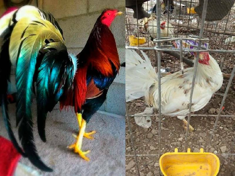 Animalistas, a favor de mantener la prohibición de corridas de toros y peleas de gallos