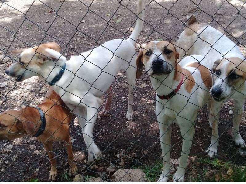 Advierten maltrato animal impune en Lázaro Cárdenas