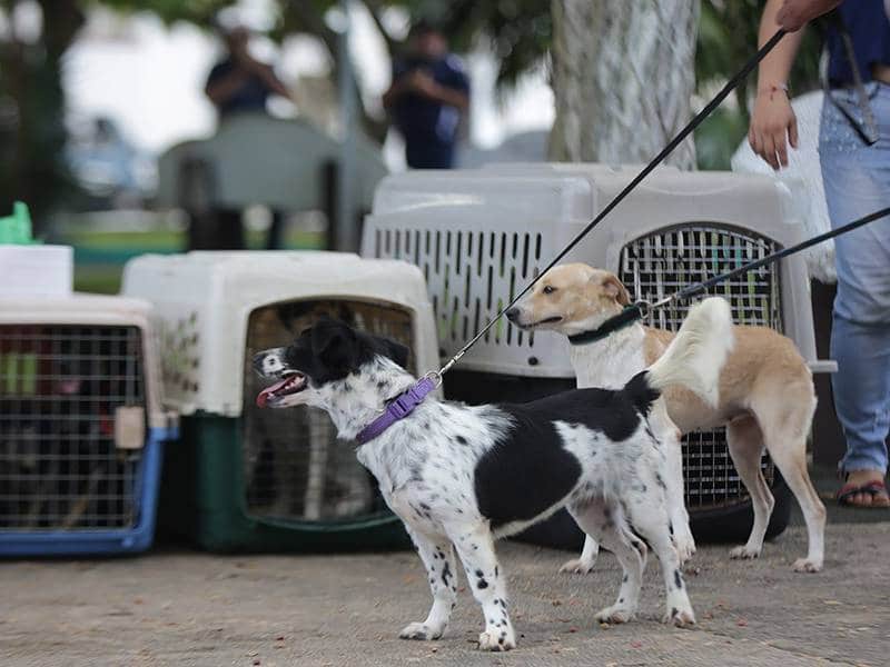 Concientizan a solidarenses sobre adopción de perros y gatos