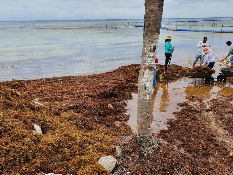 Proponen incluir a pescadores en el combate contra el sargazo