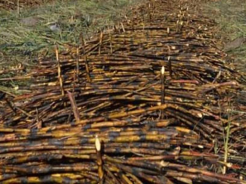 Cañeros de Quintana Roo esperan mejores números para la próxima zafra