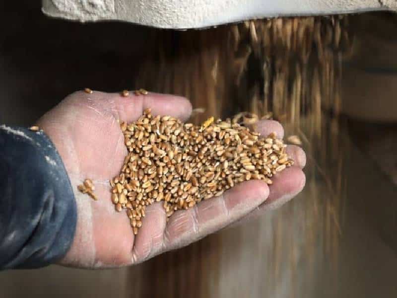 Exportación de granos