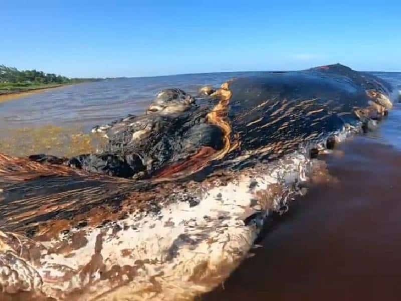 FOTOS. Encuentran cadáver de animal marino en costas cercanas a Mahahual