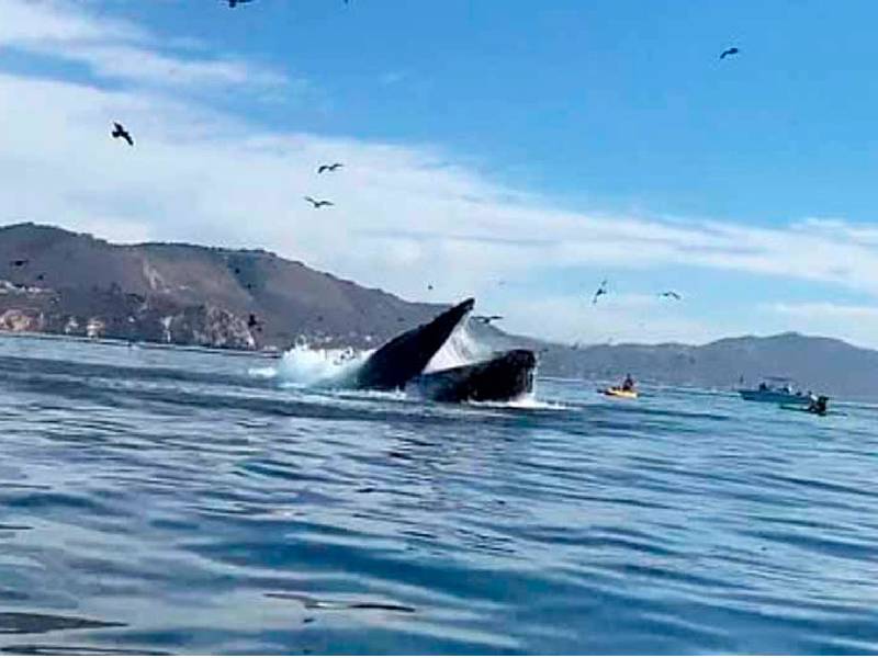 VIDEO: Ballena se come a dos mujeres que paseaban en kayak