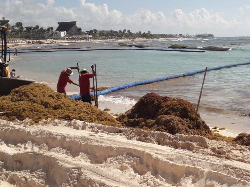 Amplían recurso para recolecta de sargazo en Cozumel