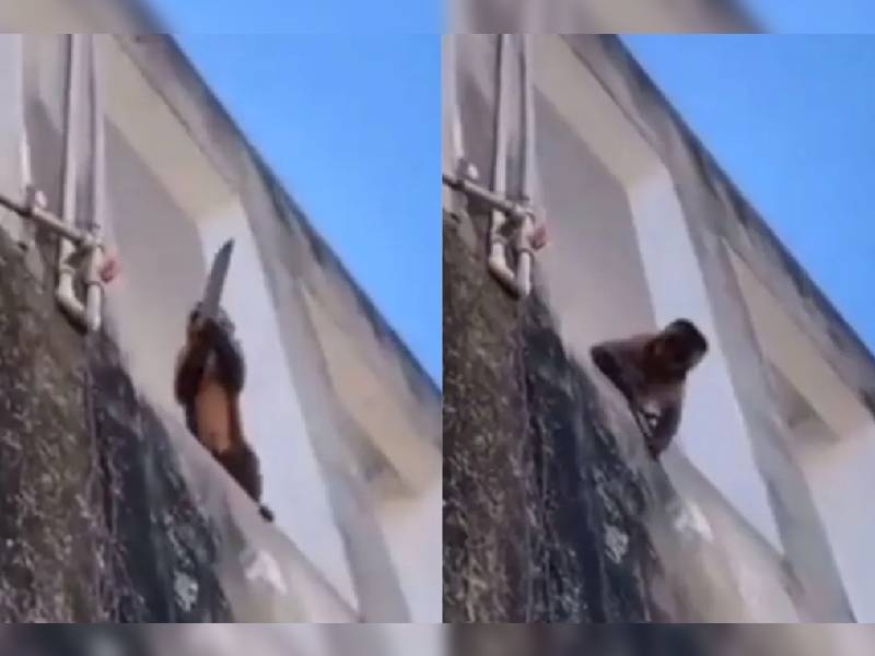 ¡Matanga dijo la changa! Captan a un mono con un cuchillo en la calle