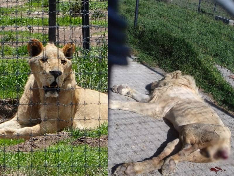 Además de leones tenían burros, coyotes y monos en el refugio de Tlalpan
