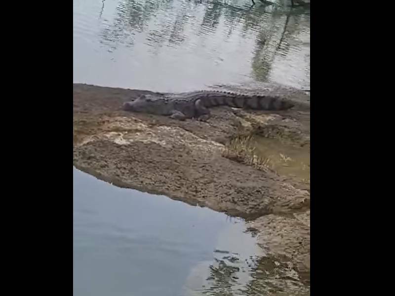 Enorme cocodrilo es captado reposando en estromatolitos en Bacalar 
