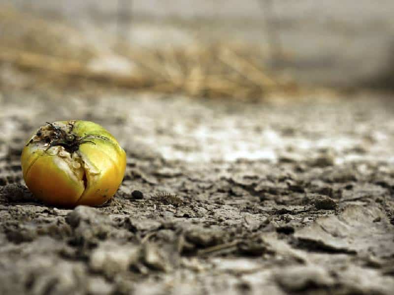 Complica el cambio climático la seguridad alimentaria