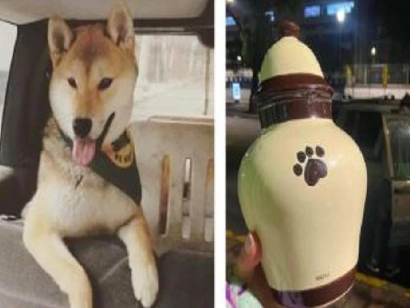 Maple, la historia del perrito que fue llevado a un campamento y regresó en cenizas
