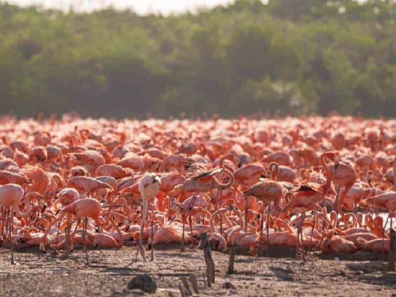 La Costa Norte de Yucatán recibe a miles de flamencos para su temporada de anidación