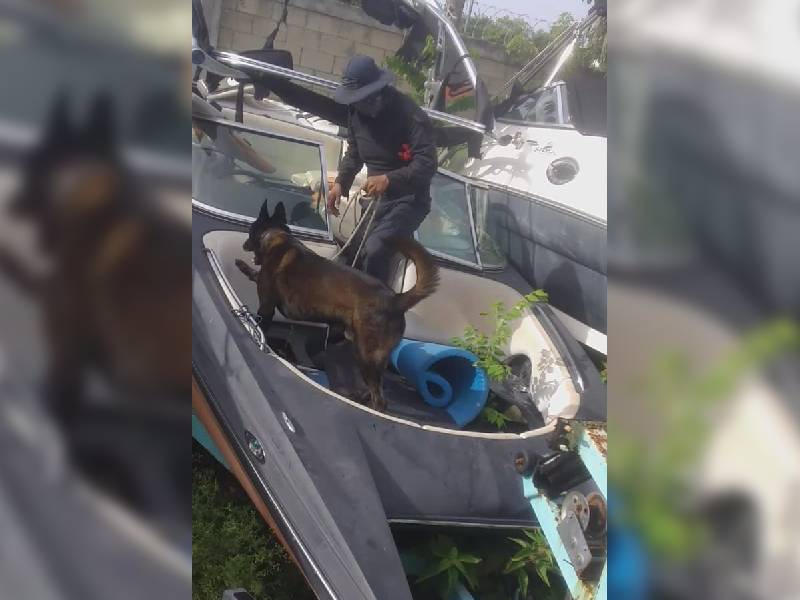 Tulum, logra certificación de caninos adiestrados contra narcóticos