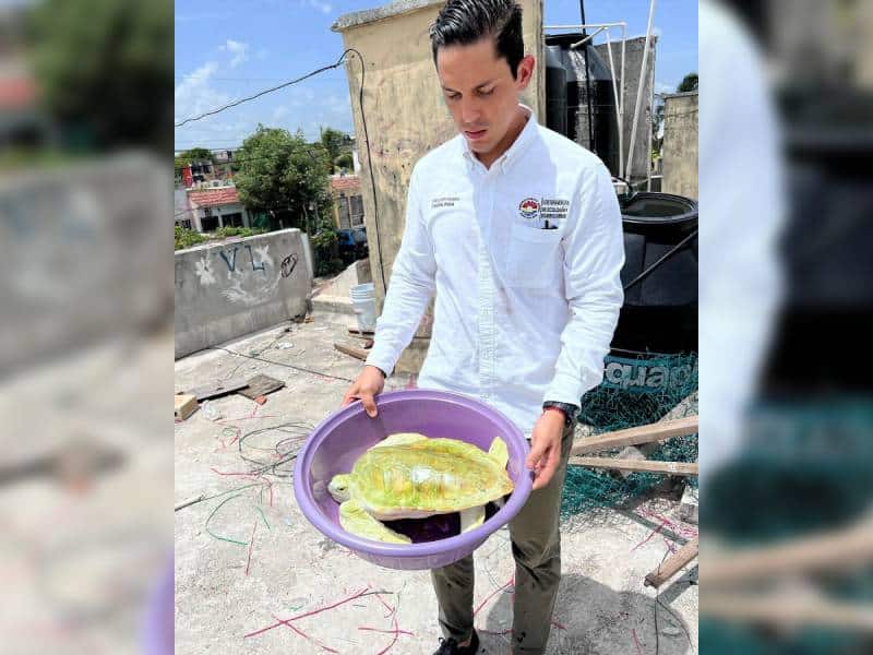 Rescatan a tortuga marina en Villas Otoch