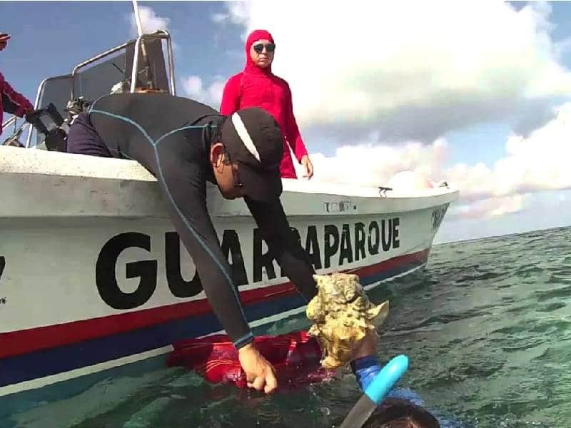 Buscan pescadores de Cozumel autorización para sustraer y comercializar Caracol Rosado